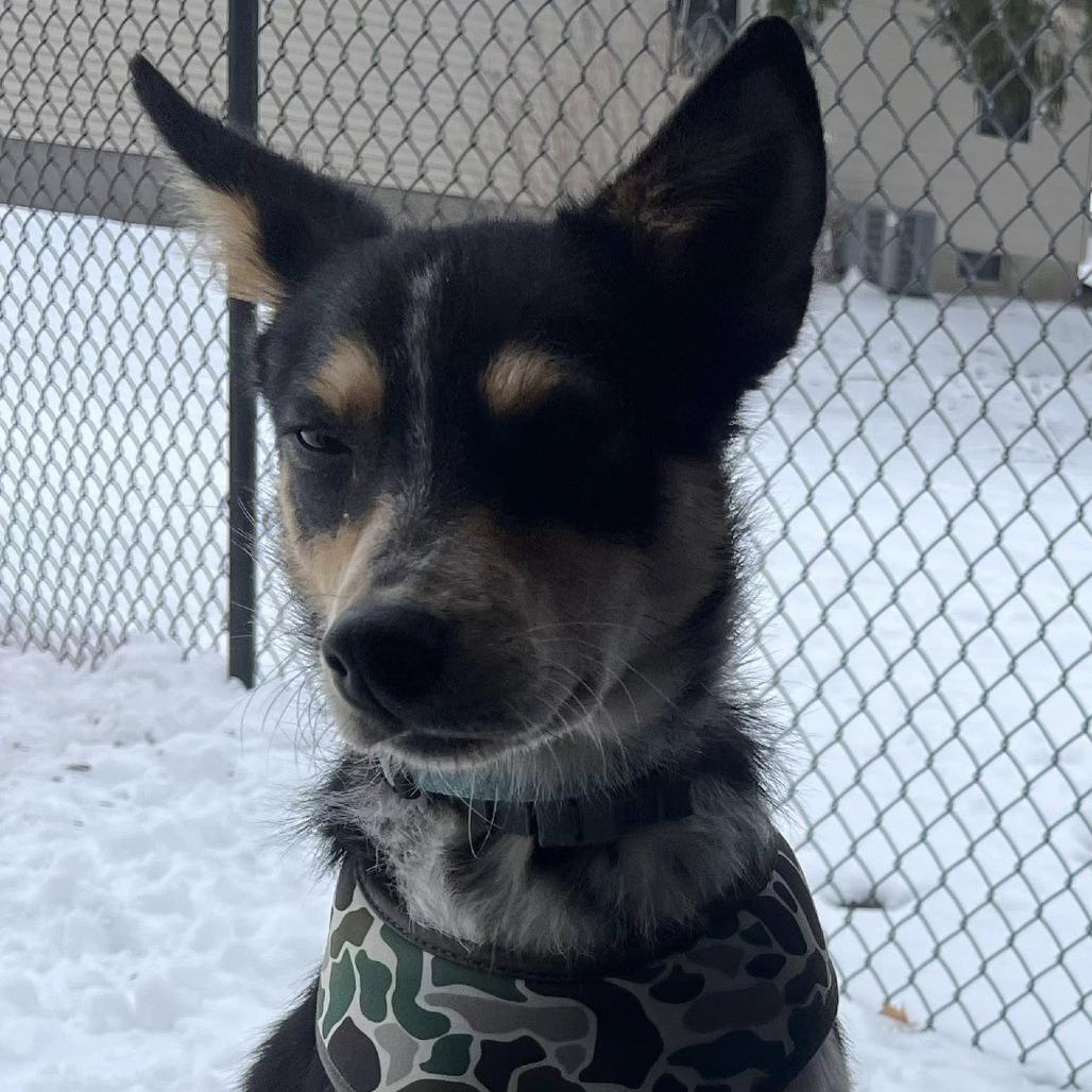 Rocky, a Adoptable Mixed Breed in Boone, IA image 3/5