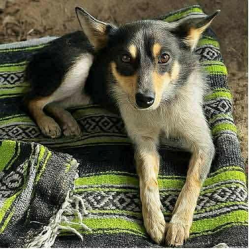 Rocky, a Adoptable Mixed Breed in Boone, IA image 4/5