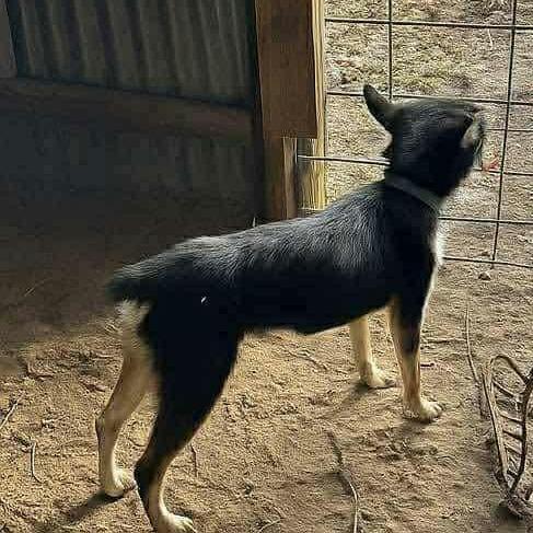 Rocky, a Adoptable Mixed Breed in Boone, IA image 5/5