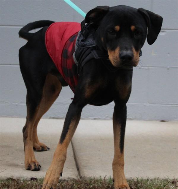 Enlarge LINCOLN, a Adoptable mixed breed in Lexington, SC image 1/1