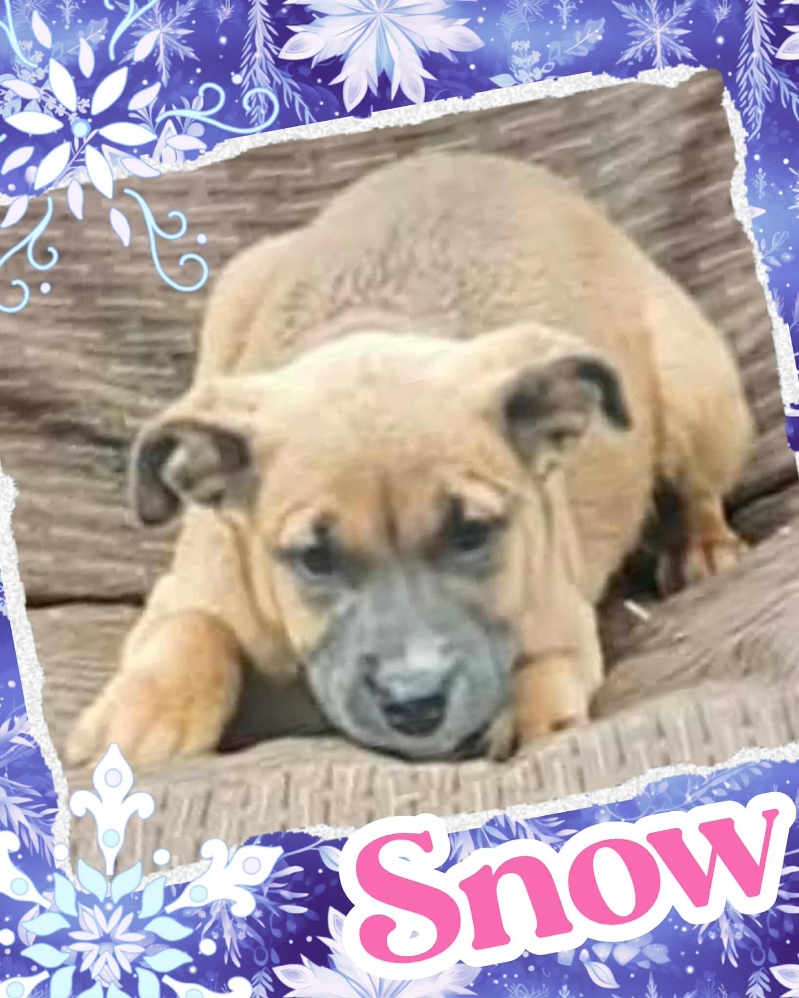Snow, ADOPTABLE, Puppy Female Saint Bernard & Labrador Retriever.