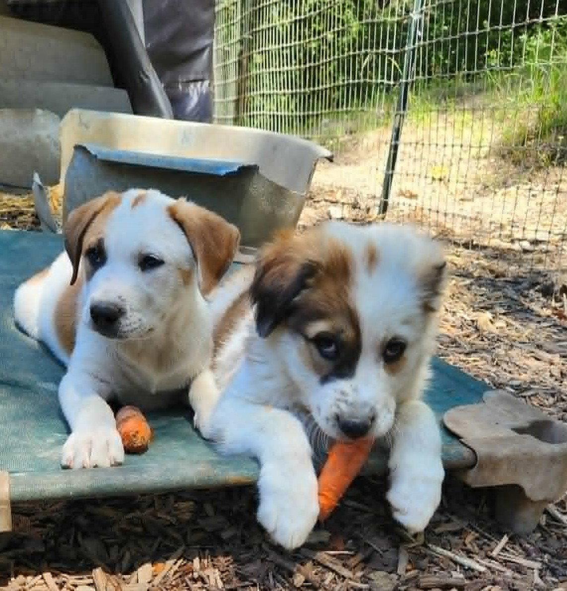 Great Pyrenees/Border Collie puppies, Adoptable, Young Female Great Pyrenees & Border Collie.