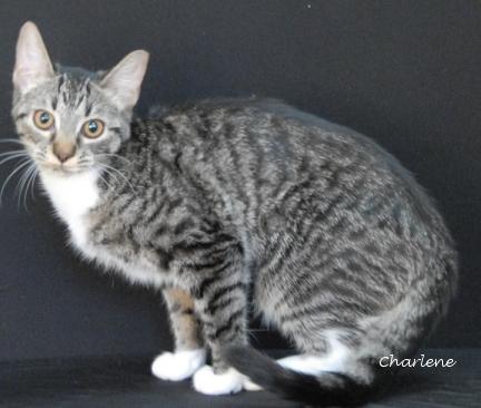 Gee Willikers, a Adoptable Tabby in Newland, NC image 1/2
