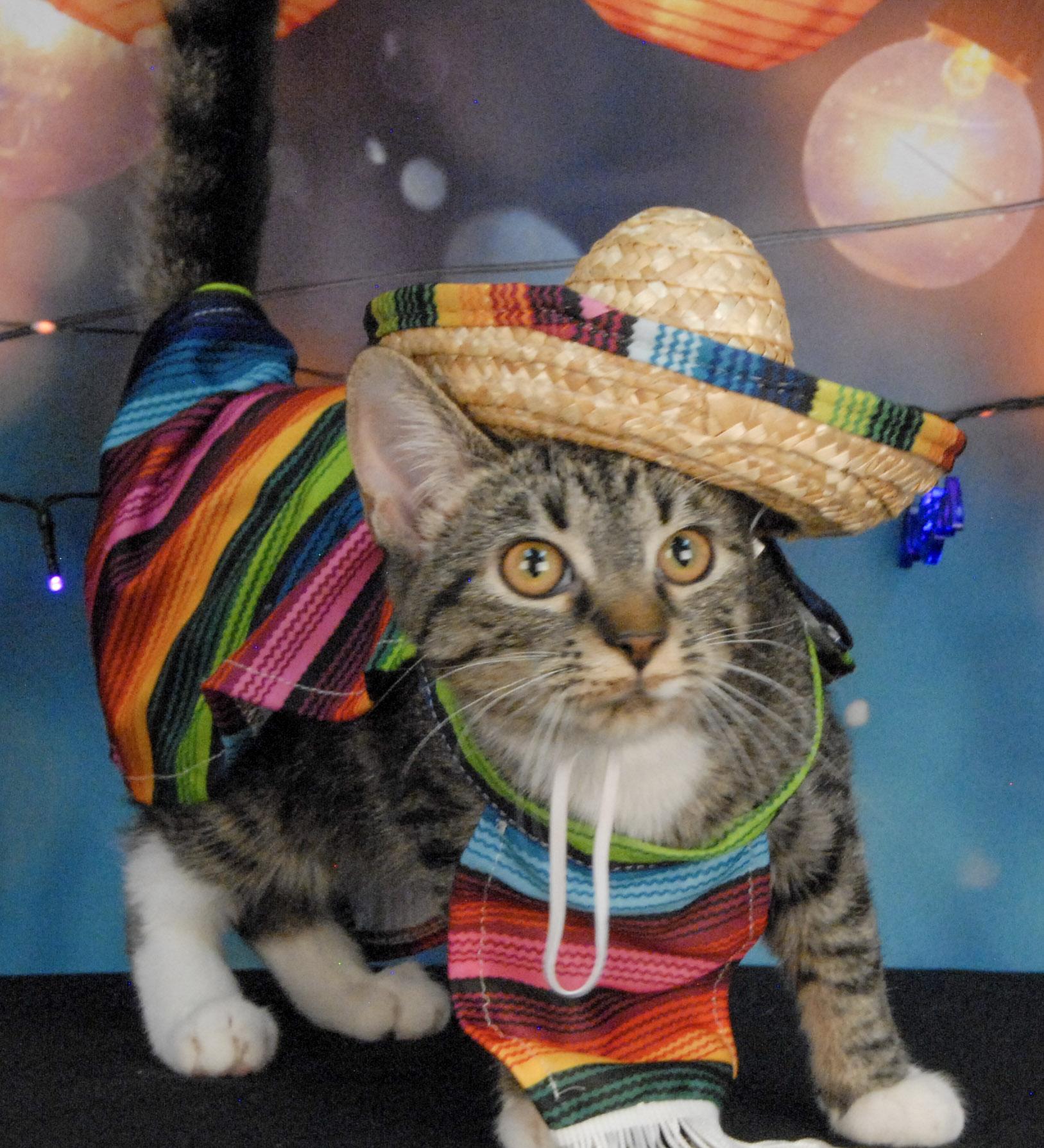 Gee Willikers, a Adoptable Tabby in Newland, NC image 2/2