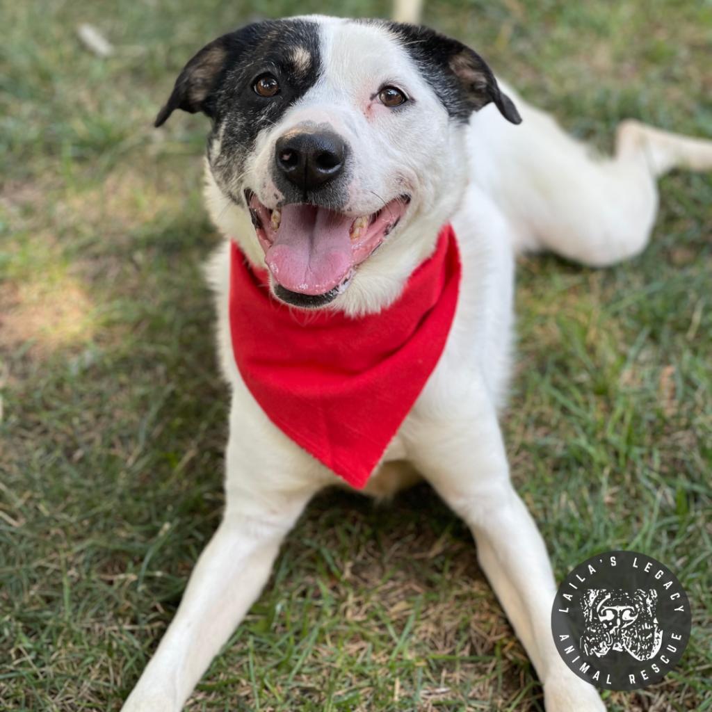 Rye, Adoptable, Adult Female Catahoula Leopard Dog & Mixed Breed.