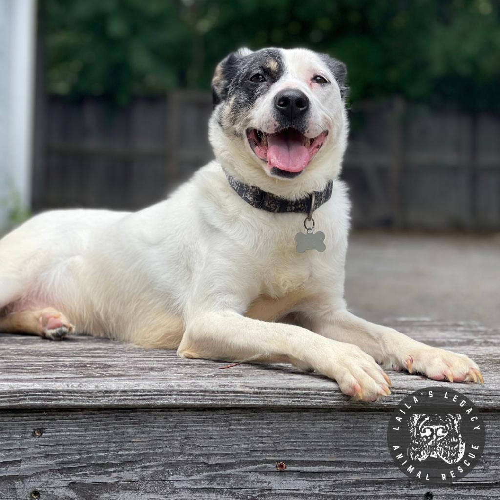 Enlarge Rye, a Adoptable mixed breed in Washington, DC image 2/6