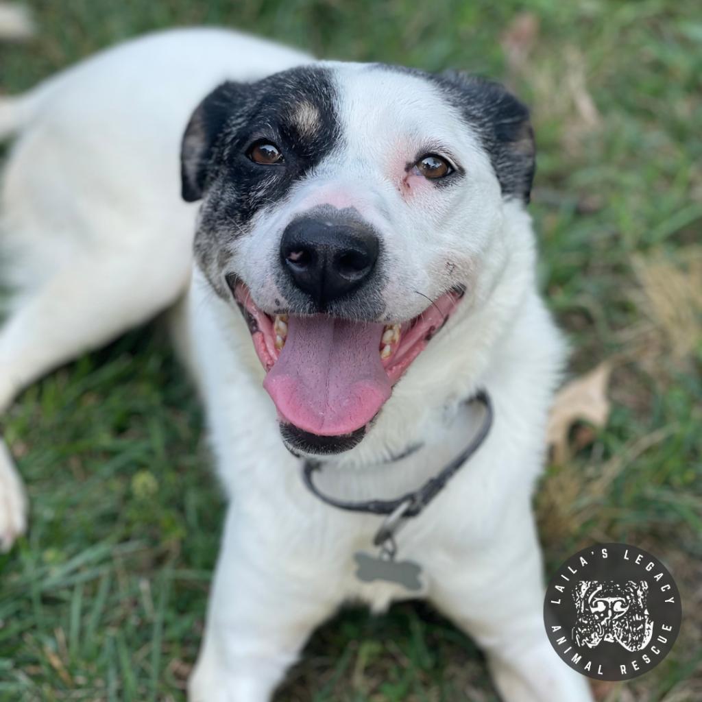 Enlarge Rye, a Adoptable mixed breed in Washington, DC image 3/6