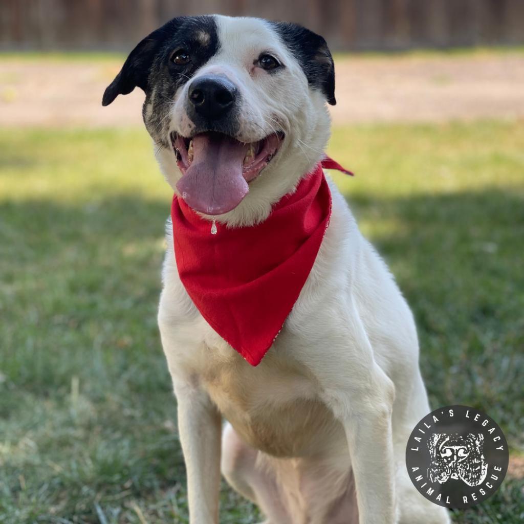 Enlarge Rye, a Adoptable mixed breed in Washington, DC image 4/6