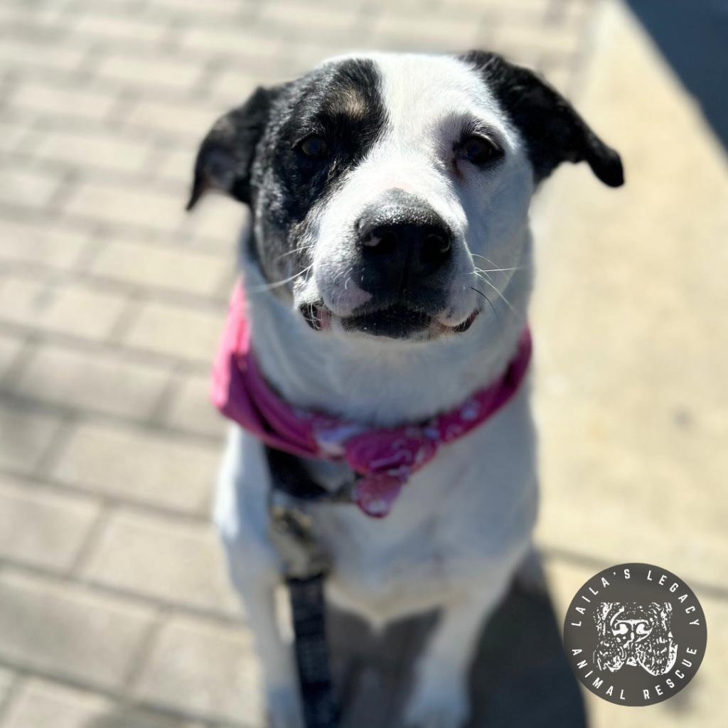 Enlarge Rye, a Adoptable mixed breed in Washington, DC image 5/6