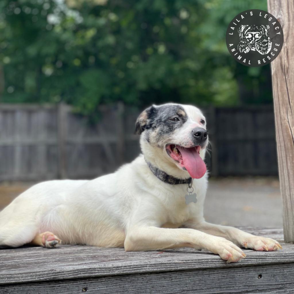 Enlarge Rye, a Adoptable mixed breed in Washington, DC image 6/6
