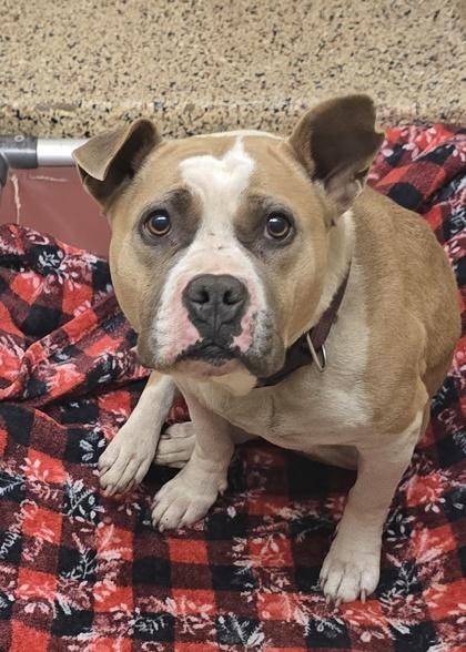 Flora 61923, adopted, Adult Female Pit Bull Terrier & Mixed Breed.