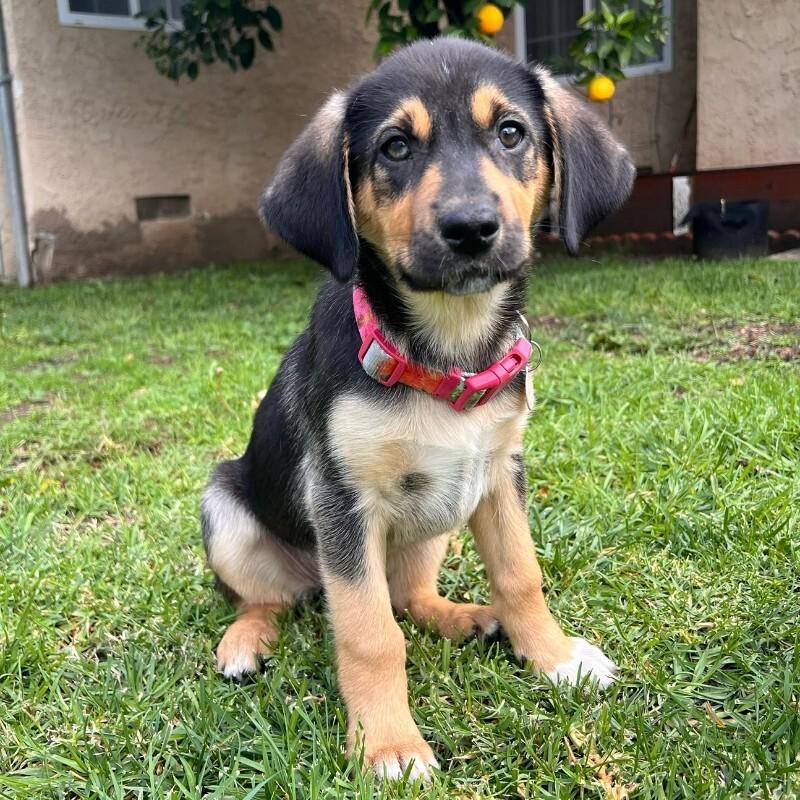 Nova, Adoptable, Young Female Labrador Retriever.