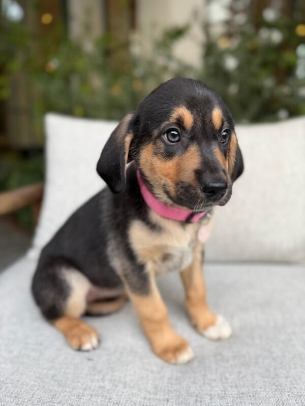 Enlarge Nova, a Adoptable Labrador Retriever in Manhattan Beach, CA image 2/6