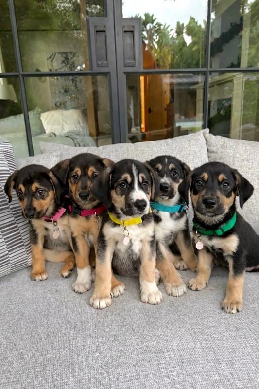 Enlarge Nova, a Adoptable Labrador Retriever in Manhattan Beach, CA image 4/6