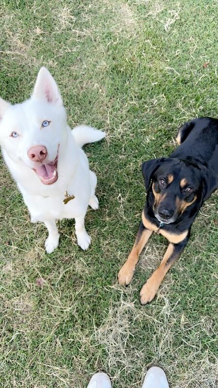 Enlarge Nova, a Adoptable Labrador Retriever in Manhattan Beach, CA image 5/6