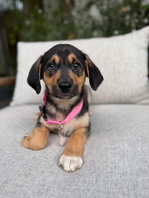 Enlarge Nova, a Adoptable Labrador Retriever in Manhattan Beach, CA image 6/6