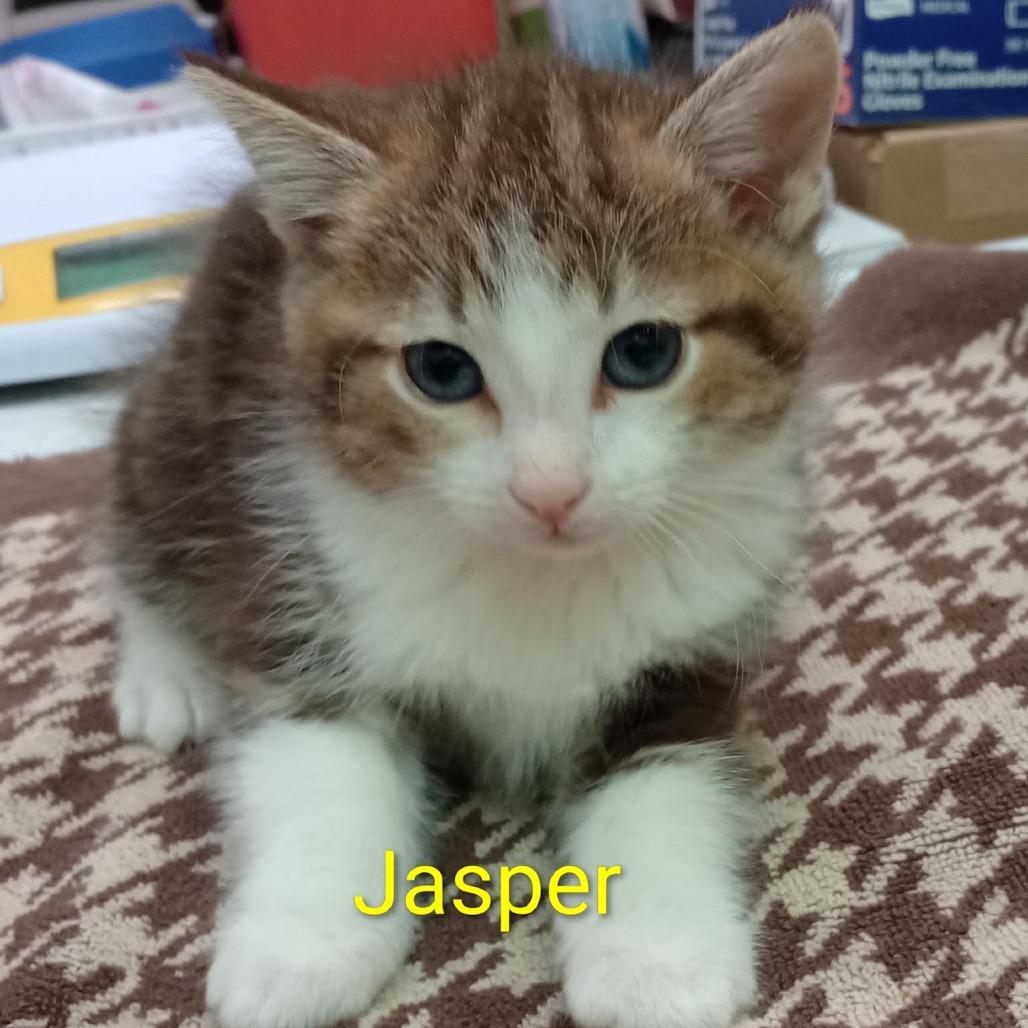 Jasper photo