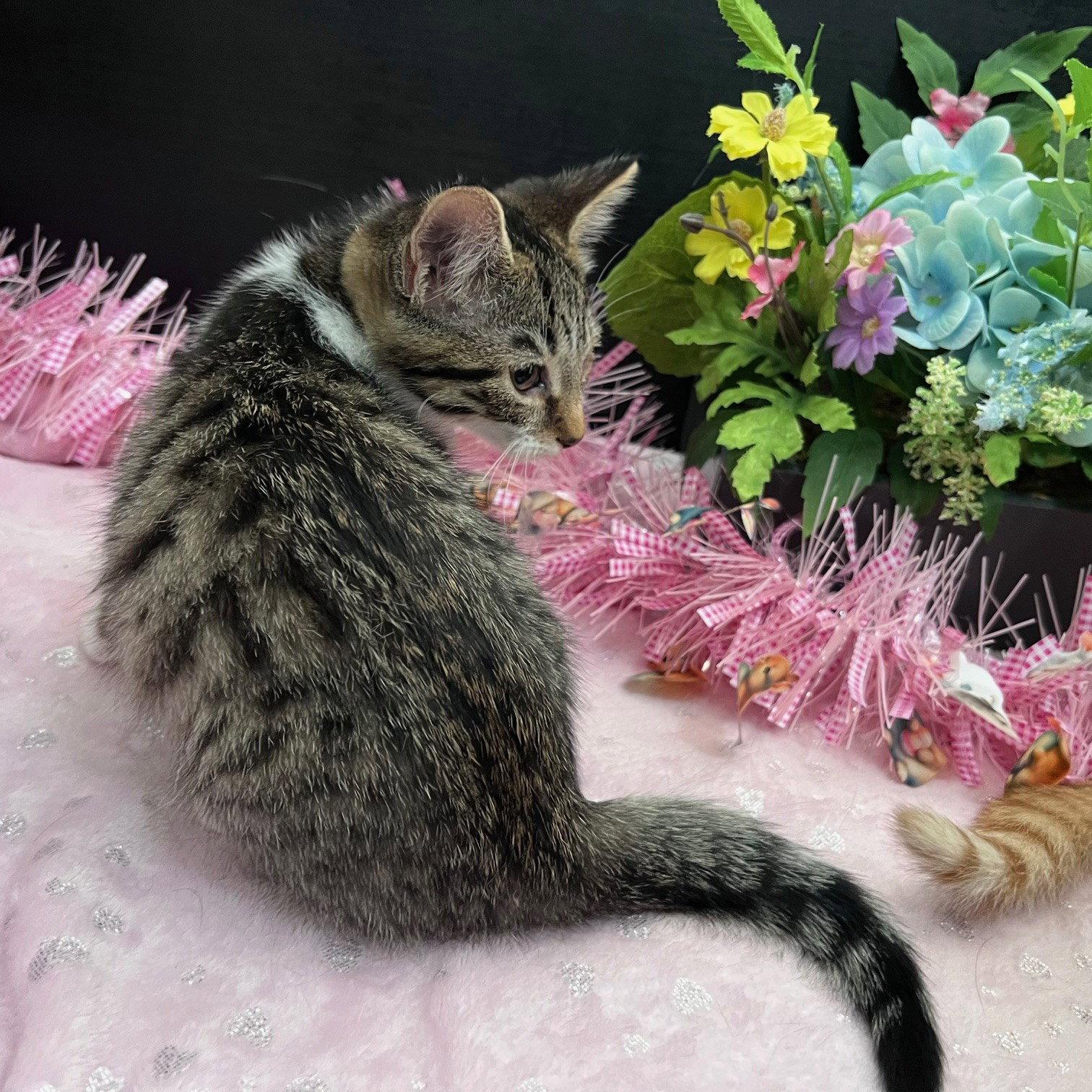 Enlarge Breeann, a Adoptable mixed breed in Fayetteville, GA image 2/3