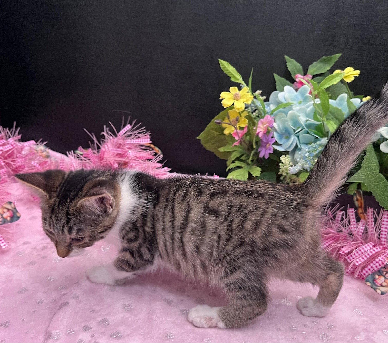 Enlarge Breeann, a Adoptable mixed breed in Fayetteville, GA image 3/3