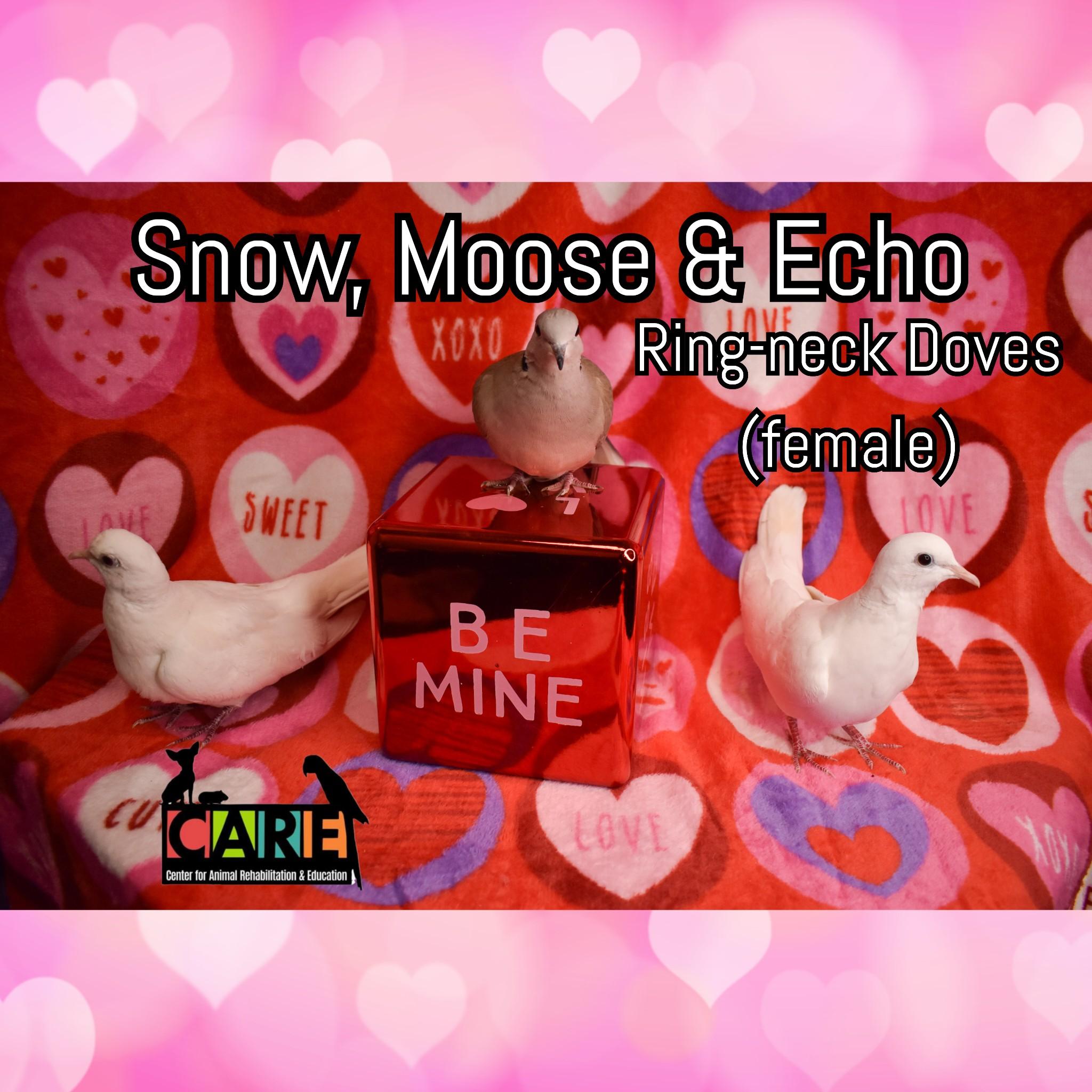 Enlarge Echo, Moose and Snow, a Adoptable Dove in Waukesha, WI image 4/6