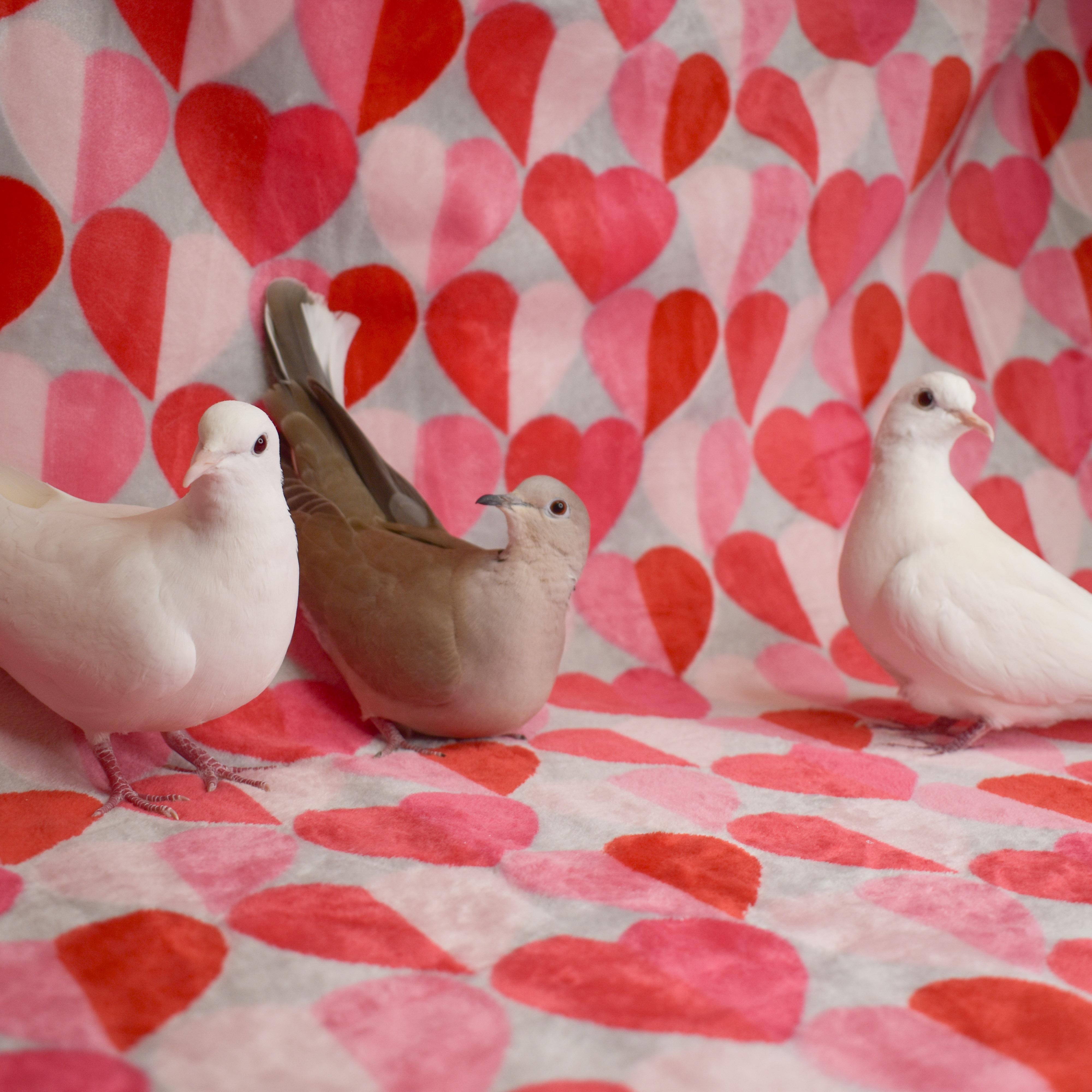 Echo, Moose and Snow, Adoptable, Adult Female Dove.