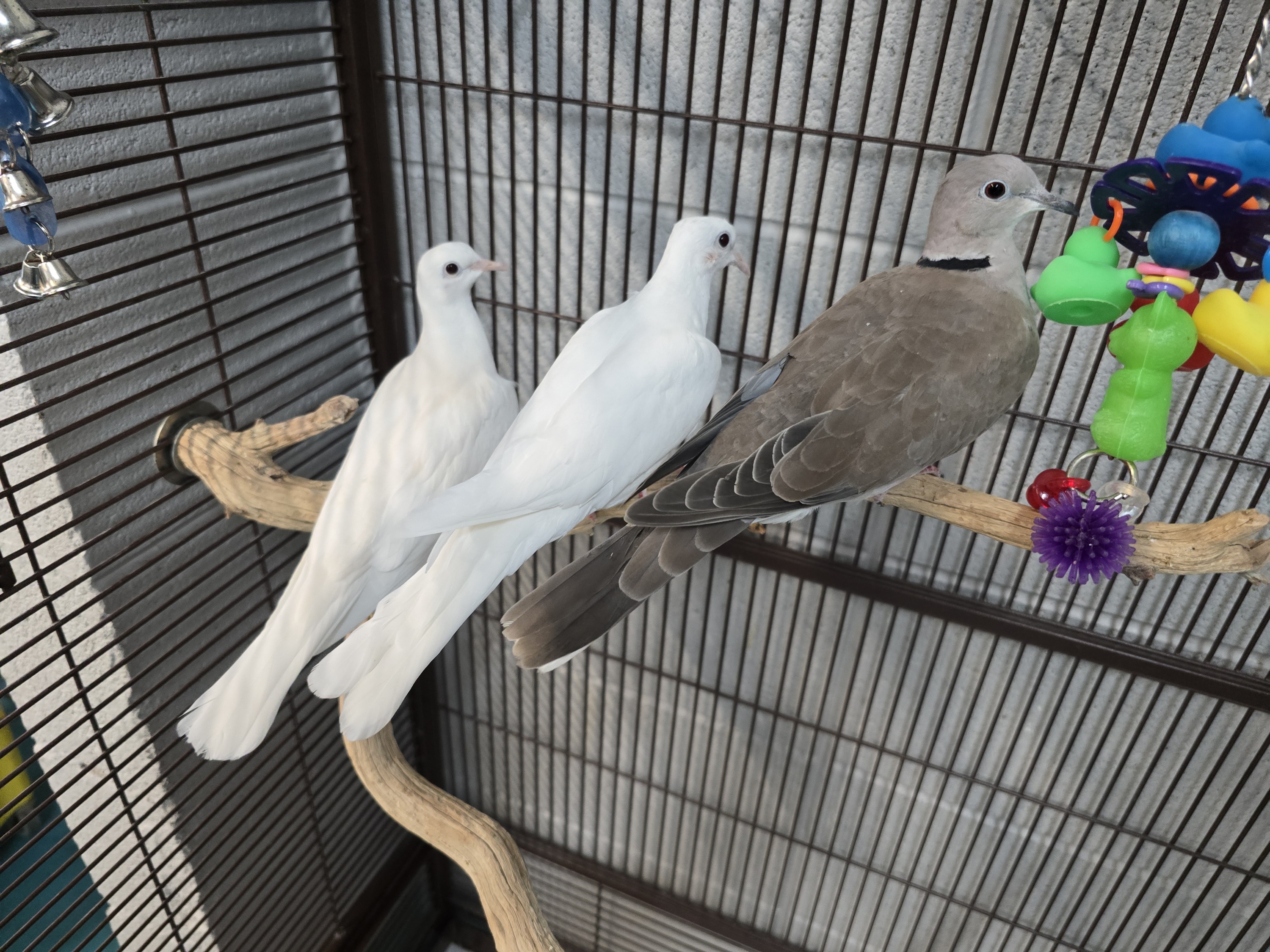 Echo, Moose and Snow, Adoptable, Adult Female Dove.