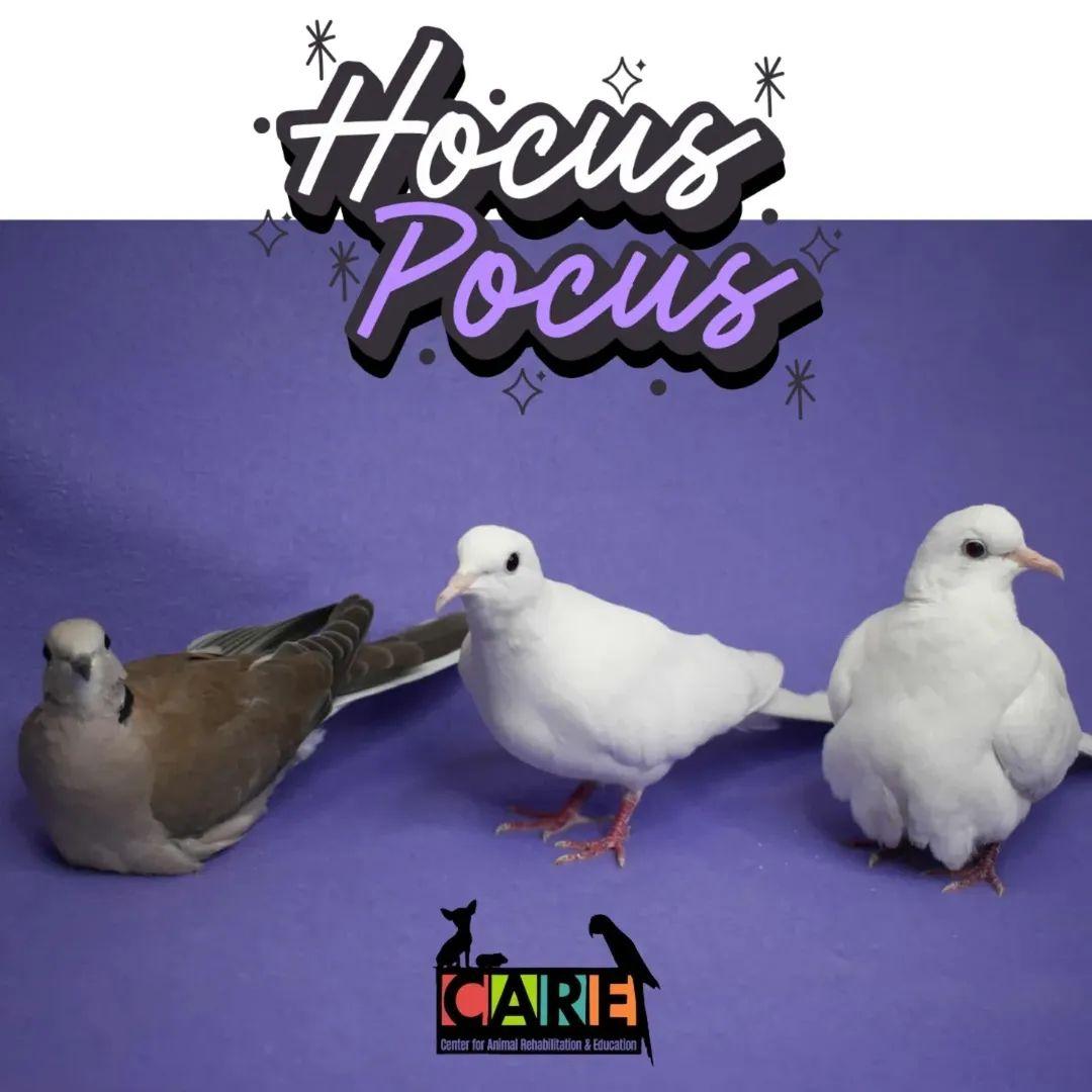 Enlarge Echo, Moose and Snow, a Adoptable Dove in Waukesha, WI image 1/6