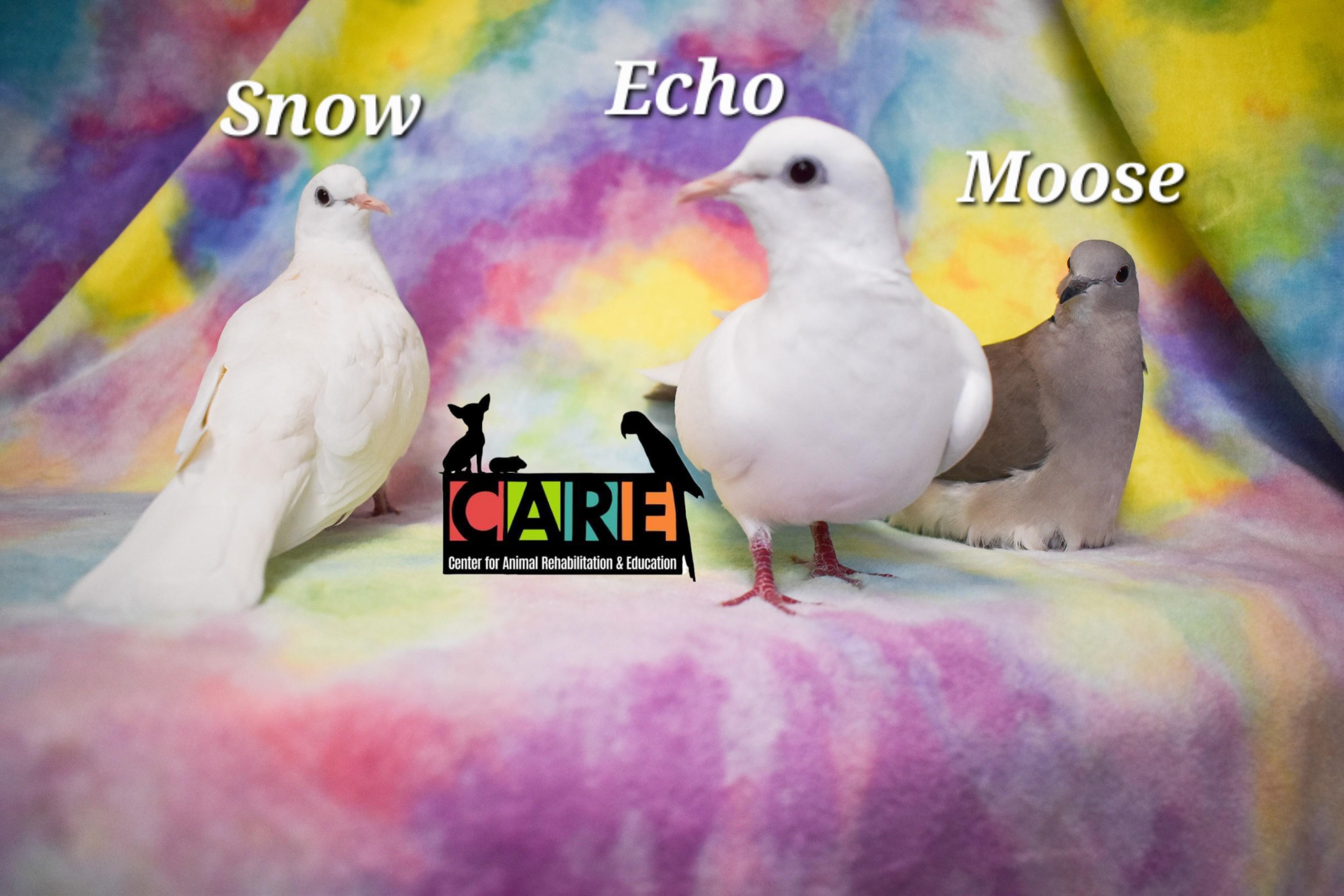 Echo, Moose and Snow, Adoptable, Adult Female Dove.