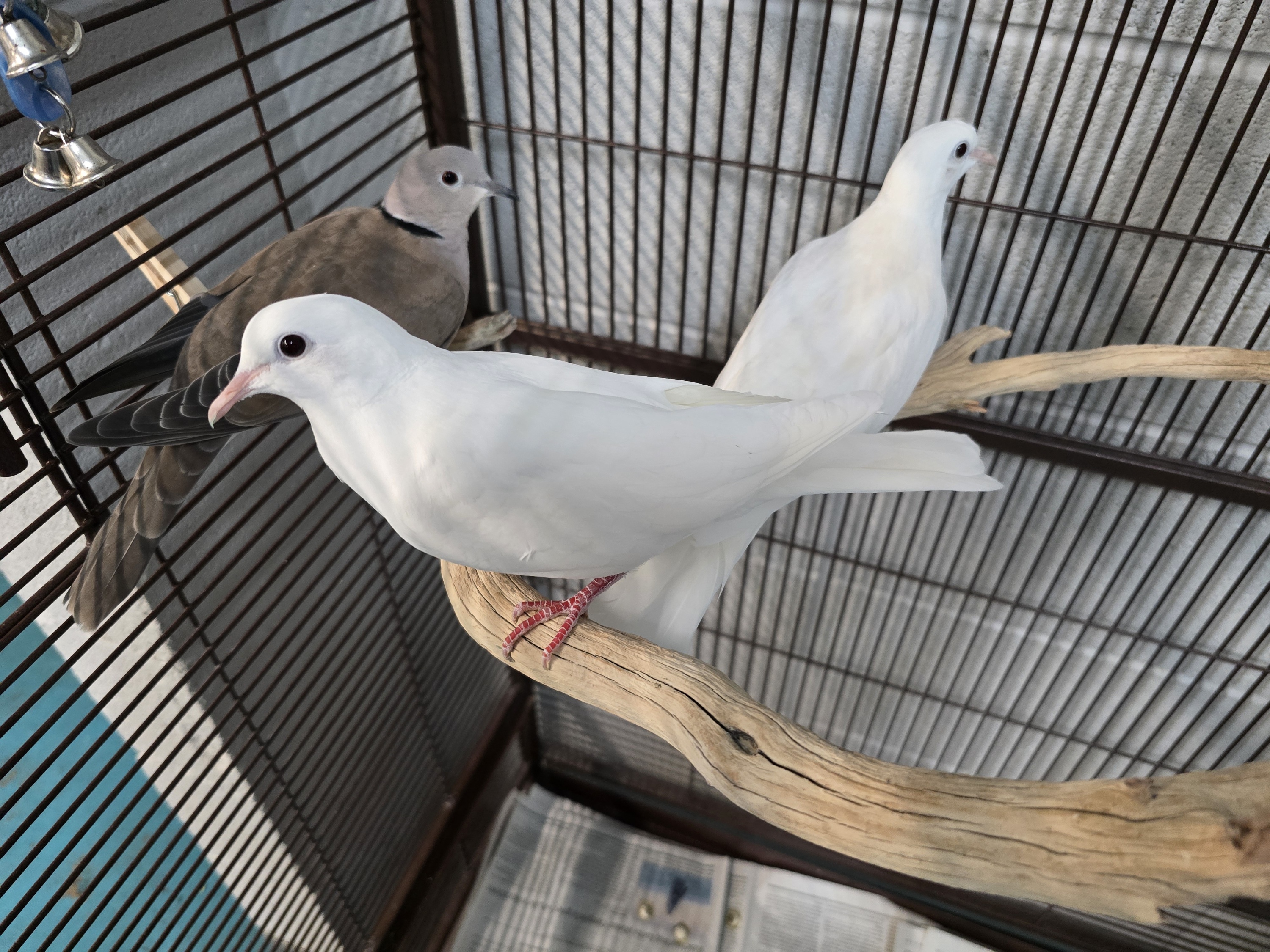 Enlarge Echo, Moose and Snow, a Adoptable Dove in Waukesha, WI image 6/6