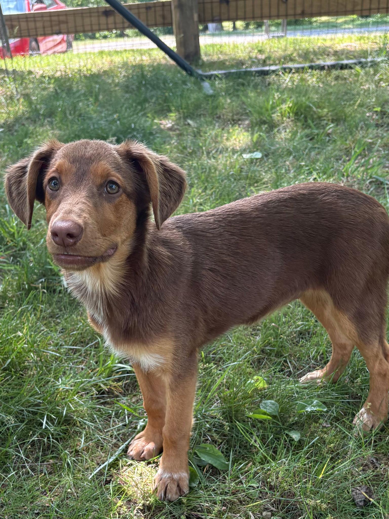 PUPPY MILLIE VANILLIE, Adopted, Puppy Female Australian Shepherd.