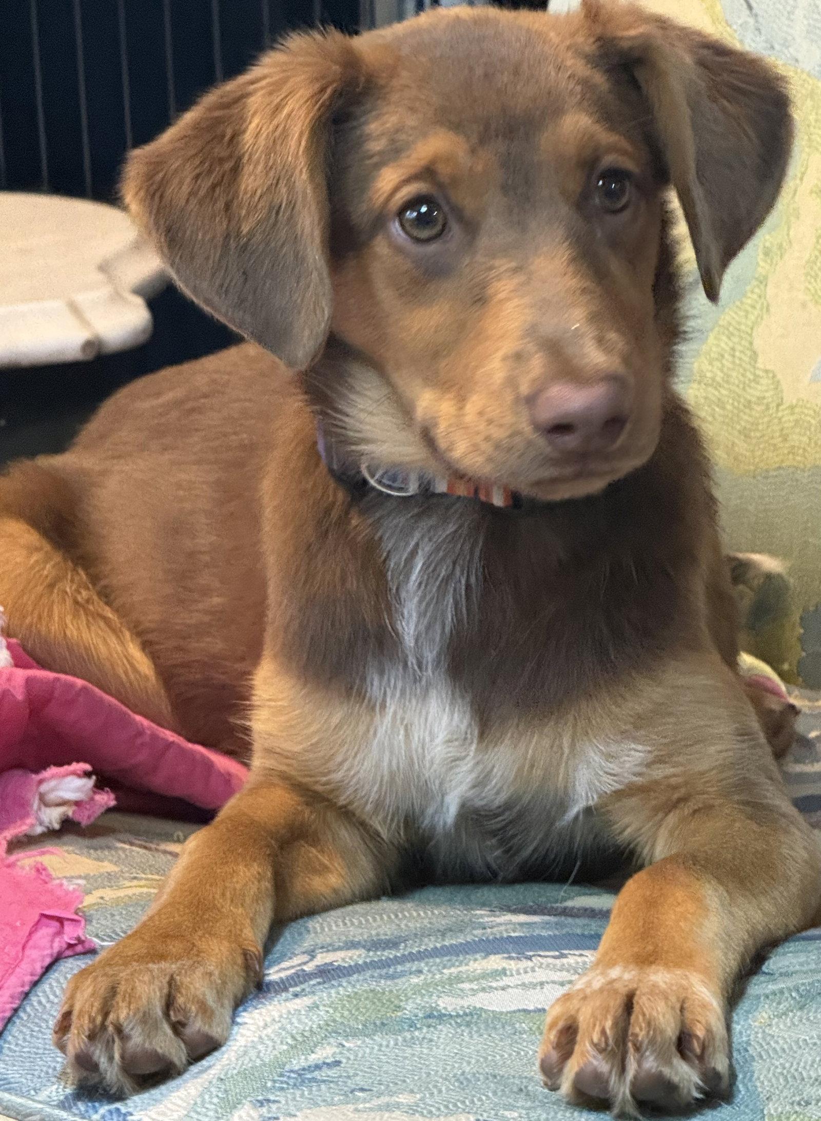 Enlarge PUPPY MILLIE VANILLIE, a Adopted Australian Shepherd in Franklin, TN image 2/3