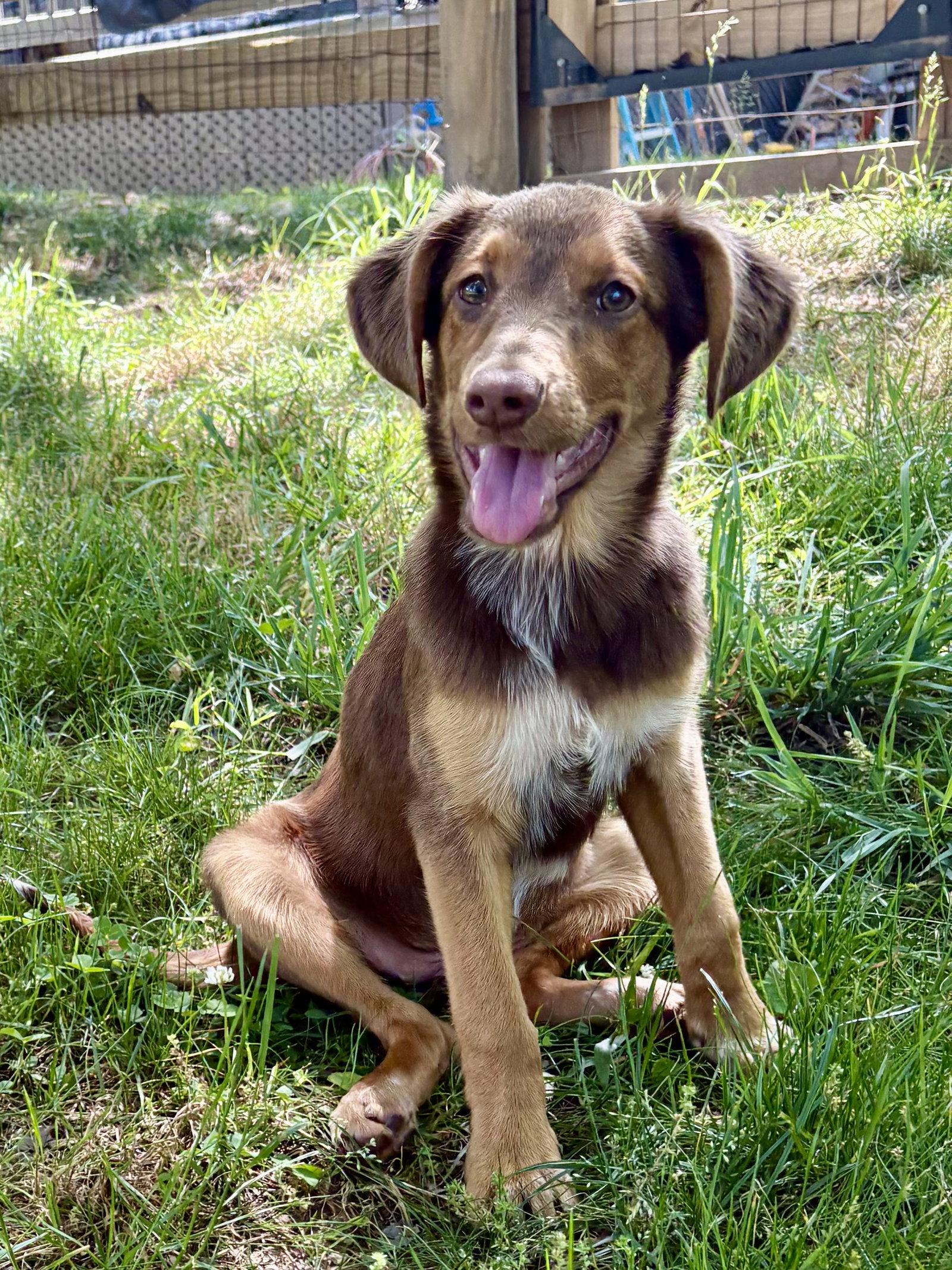Enlarge PUPPY MILLIE VANILLIE, a Adopted Australian Shepherd in Franklin, TN image 3/3