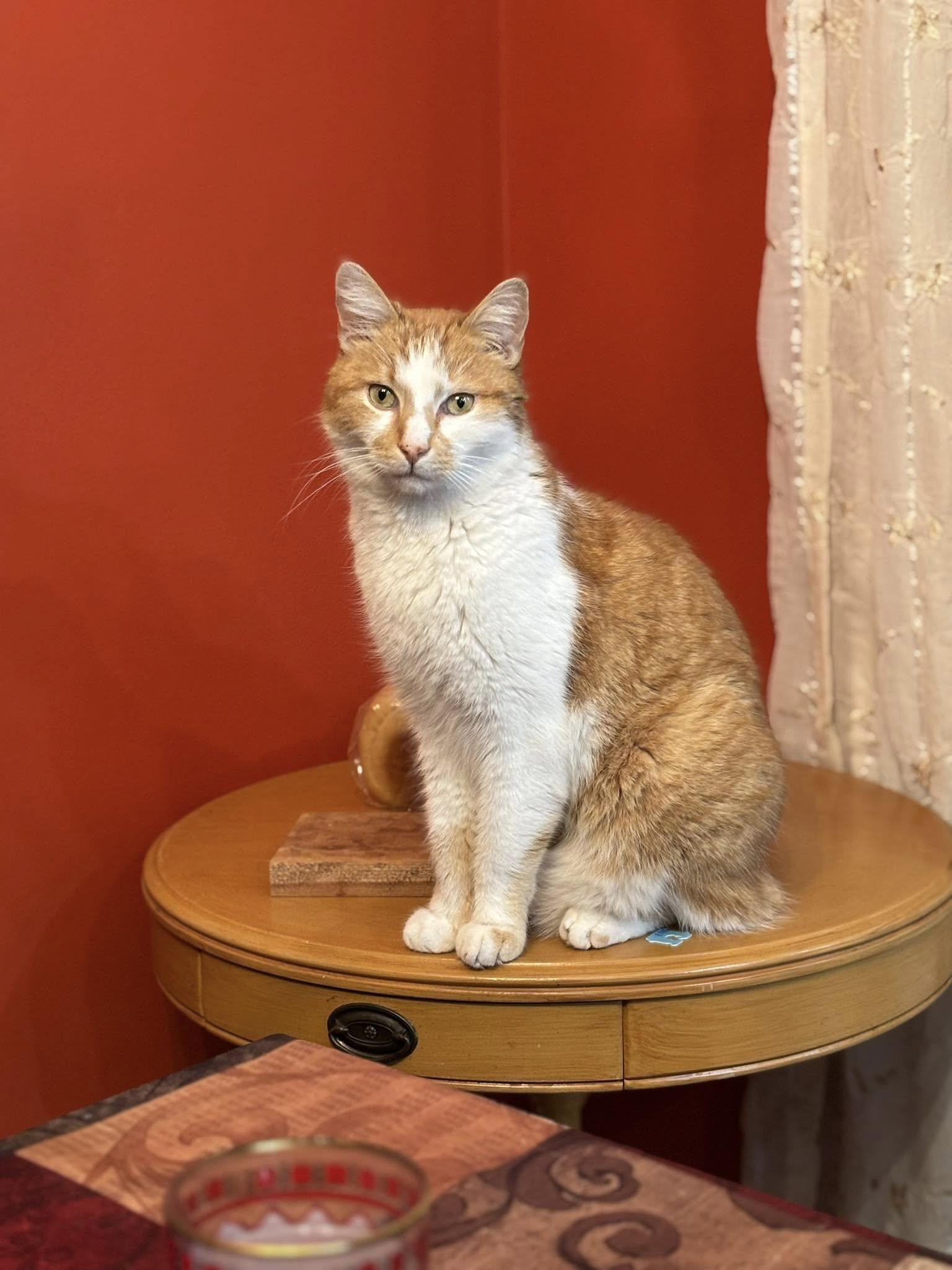 Julius, an adoptable Domestic Short Hair in Spencerville, ON, K0E 1X0 | Photo Image 2