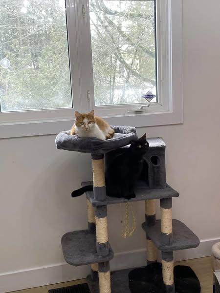 Julius, an adoptable Domestic Short Hair in Spencerville, ON, K0E 1X0 | Photo Image 4