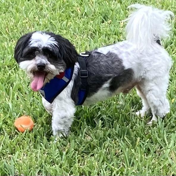 Enlarge Trevor John, a Adoptable Shih Tzu in Houston, TX image 1/6