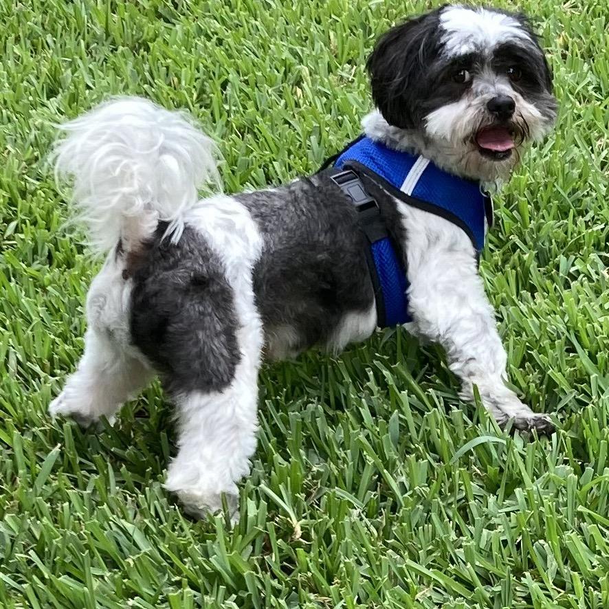 Enlarge Trevor John, a Adoptable Shih Tzu in Houston, TX image 2/6