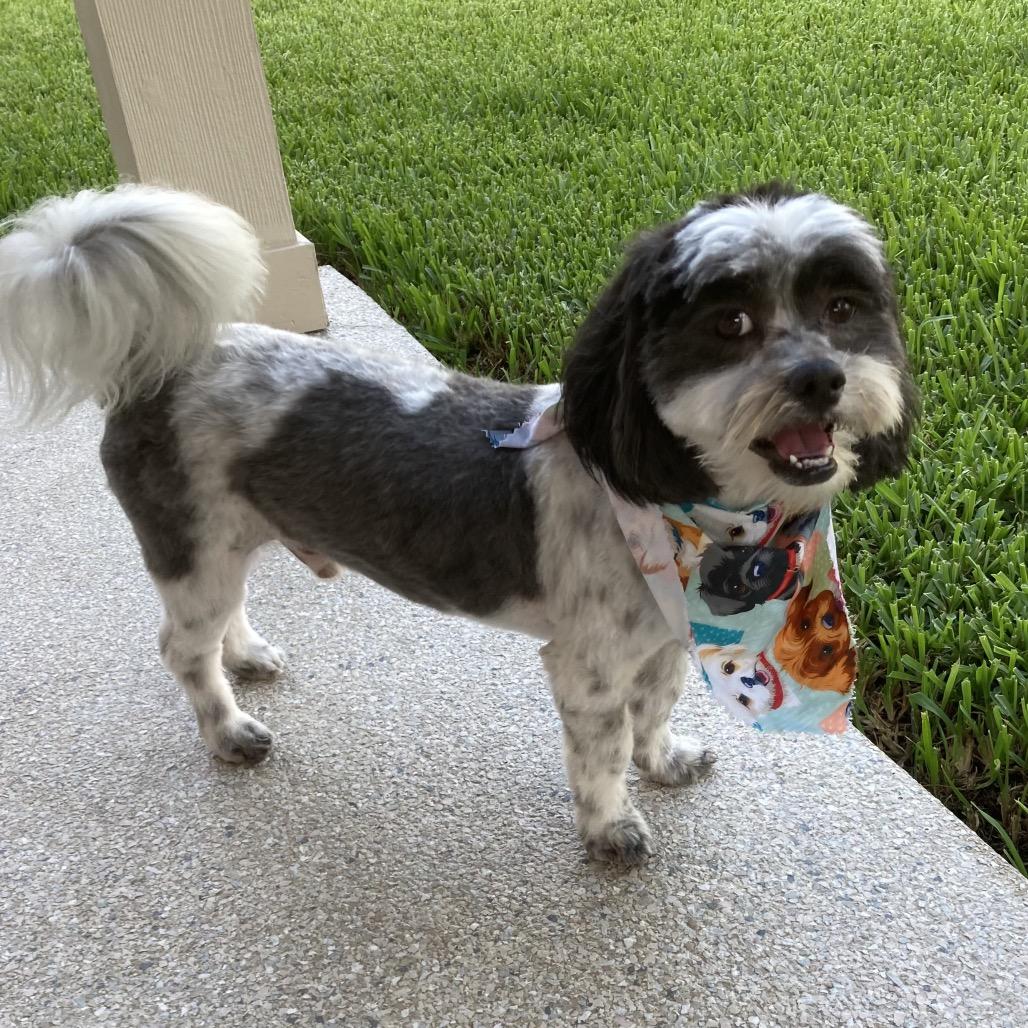 Enlarge Trevor John, a Adoptable Shih Tzu in Houston, TX image 2/6