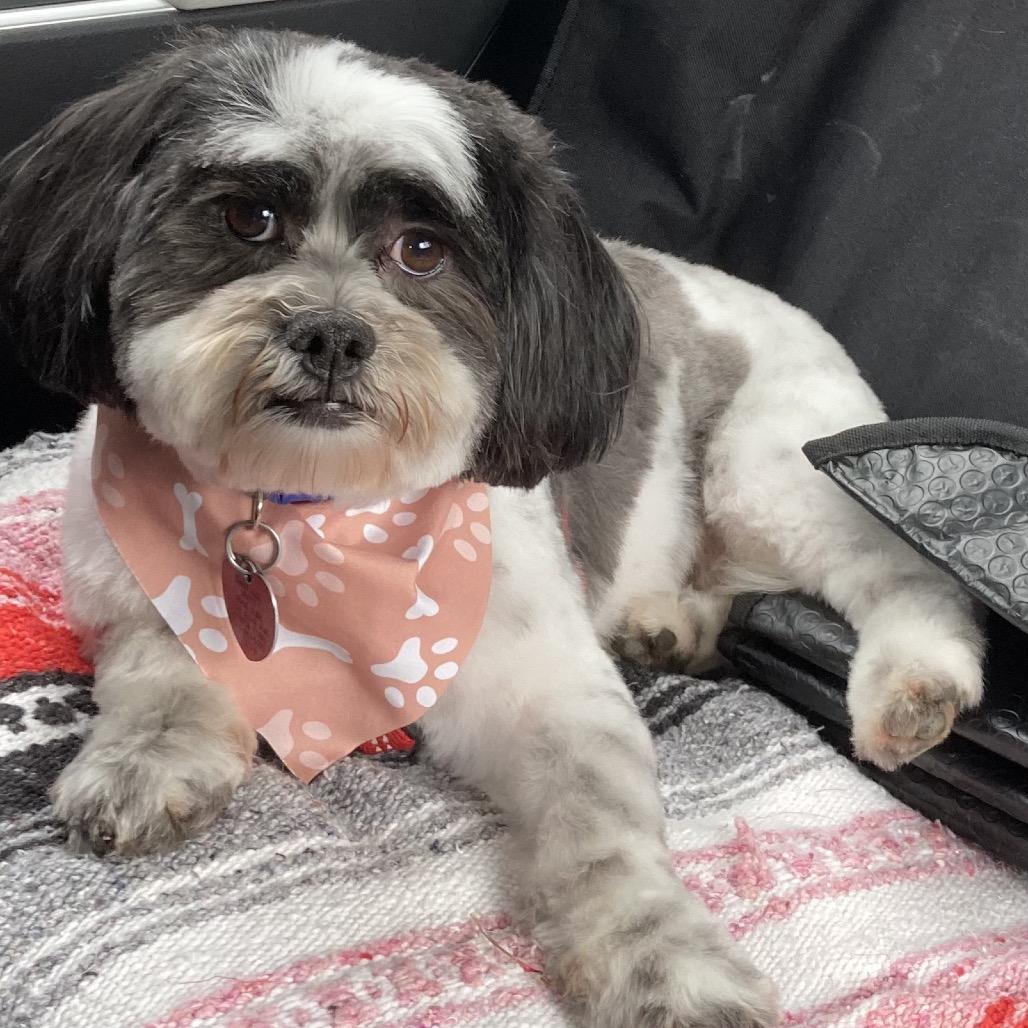 Enlarge Trevor John, a Adoptable Shih Tzu in Houston, TX image 3/6