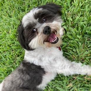 Enlarge Trevor John, a Adoptable Shih Tzu in Houston, TX image 4/6