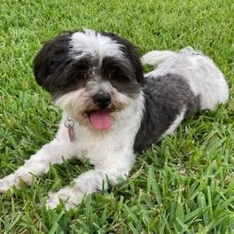 Enlarge Trevor John, a Adoptable Shih Tzu in Houston, TX image 5/6