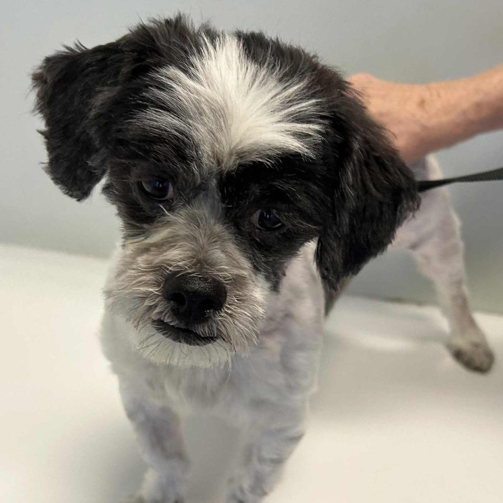 Trevor John, Adoptable, Adult Male Shih Tzu.