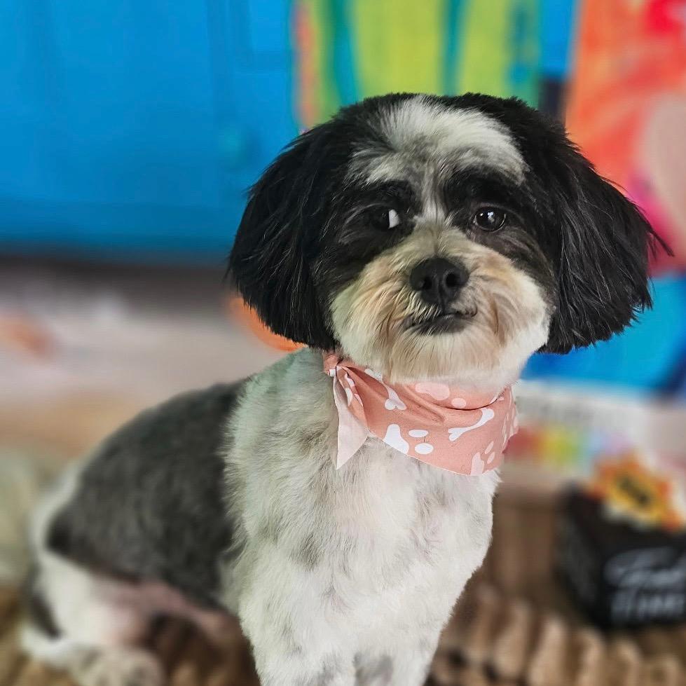 Enlarge Trevor John, a Adoptable Shih Tzu in Houston, TX image 6/6