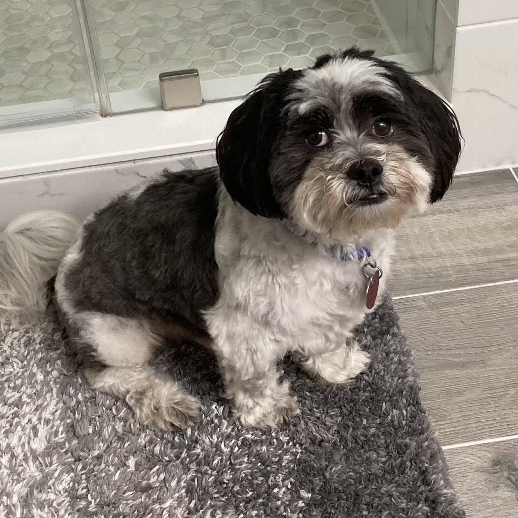 Enlarge Trevor John, a Adoptable Shih Tzu in Houston, TX image 5/6