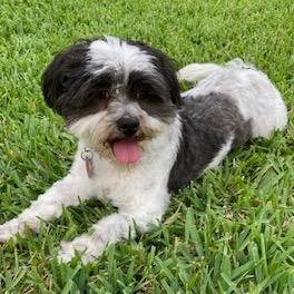 Enlarge Trevor John, a Adoptable Shih Tzu in Houston, TX image 6/6