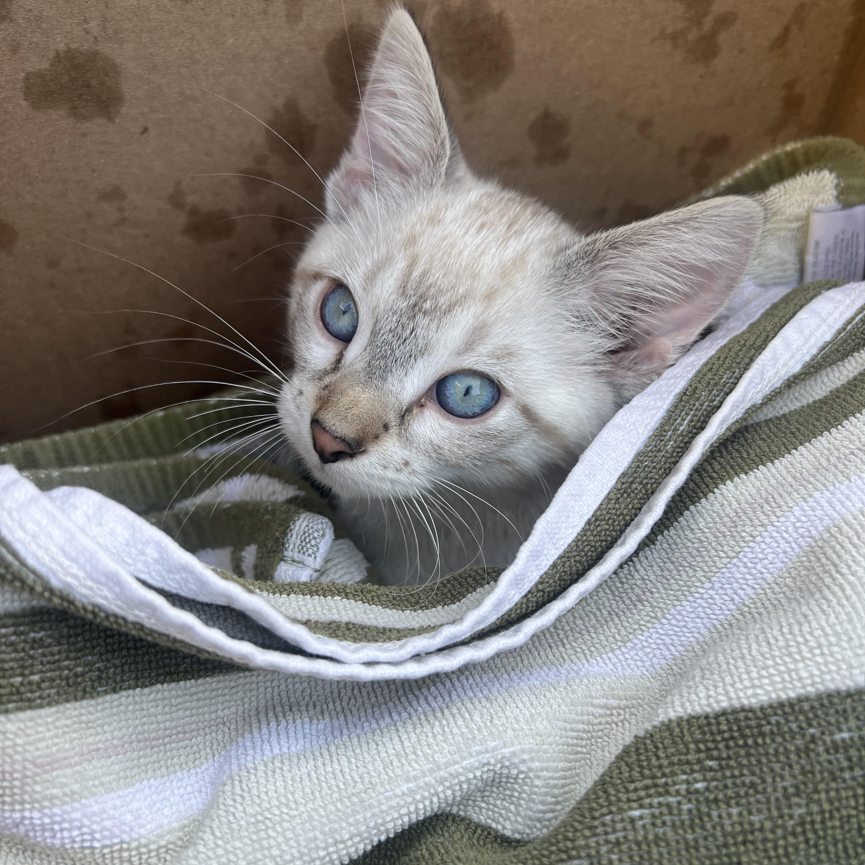 Enlarge Cillian, a Adopted Domestic Short Hair in Milwaukee, WI image 3/5