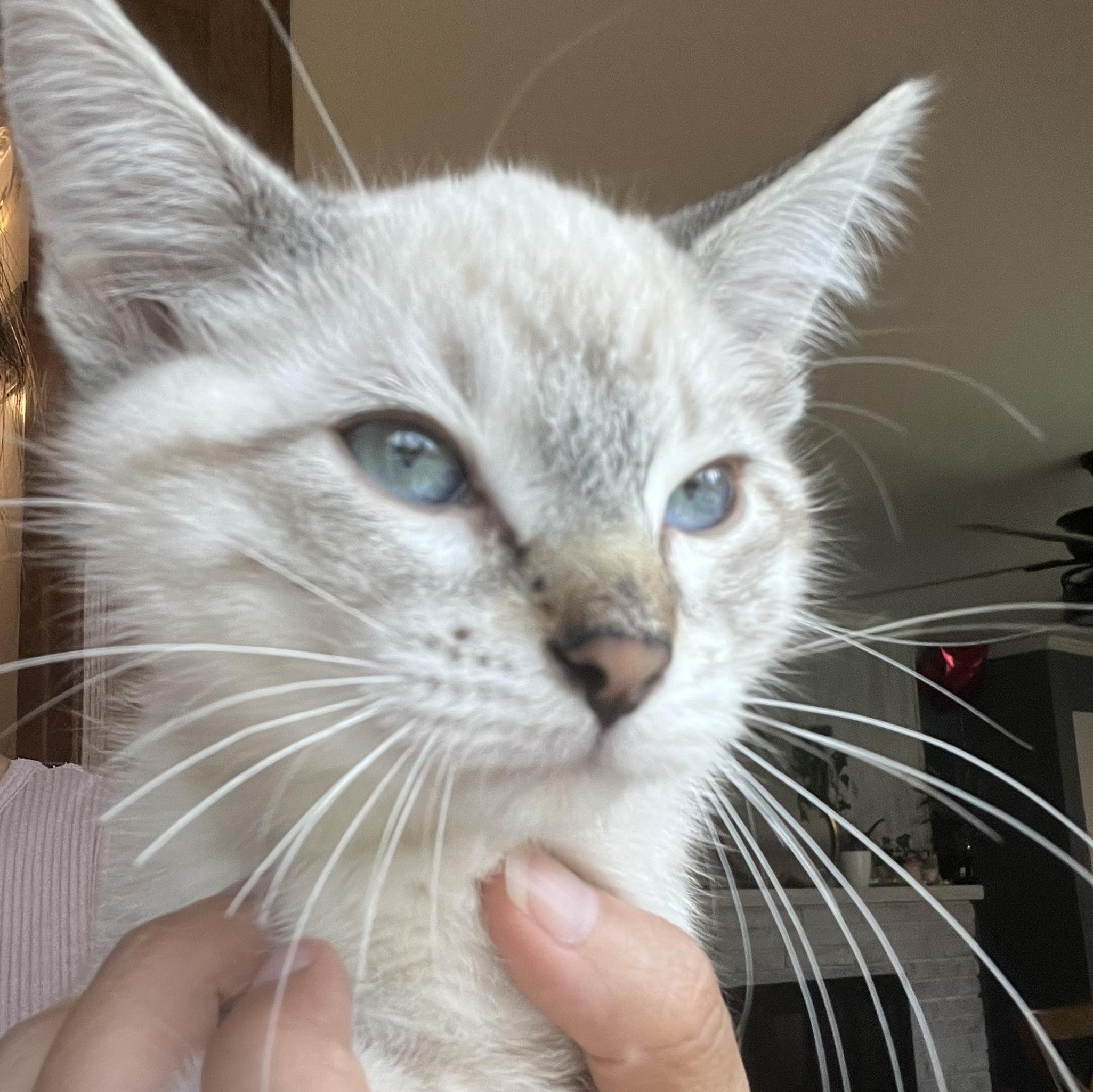 Enlarge Cillian, a Adopted Domestic Short Hair in Milwaukee, WI image 5/5