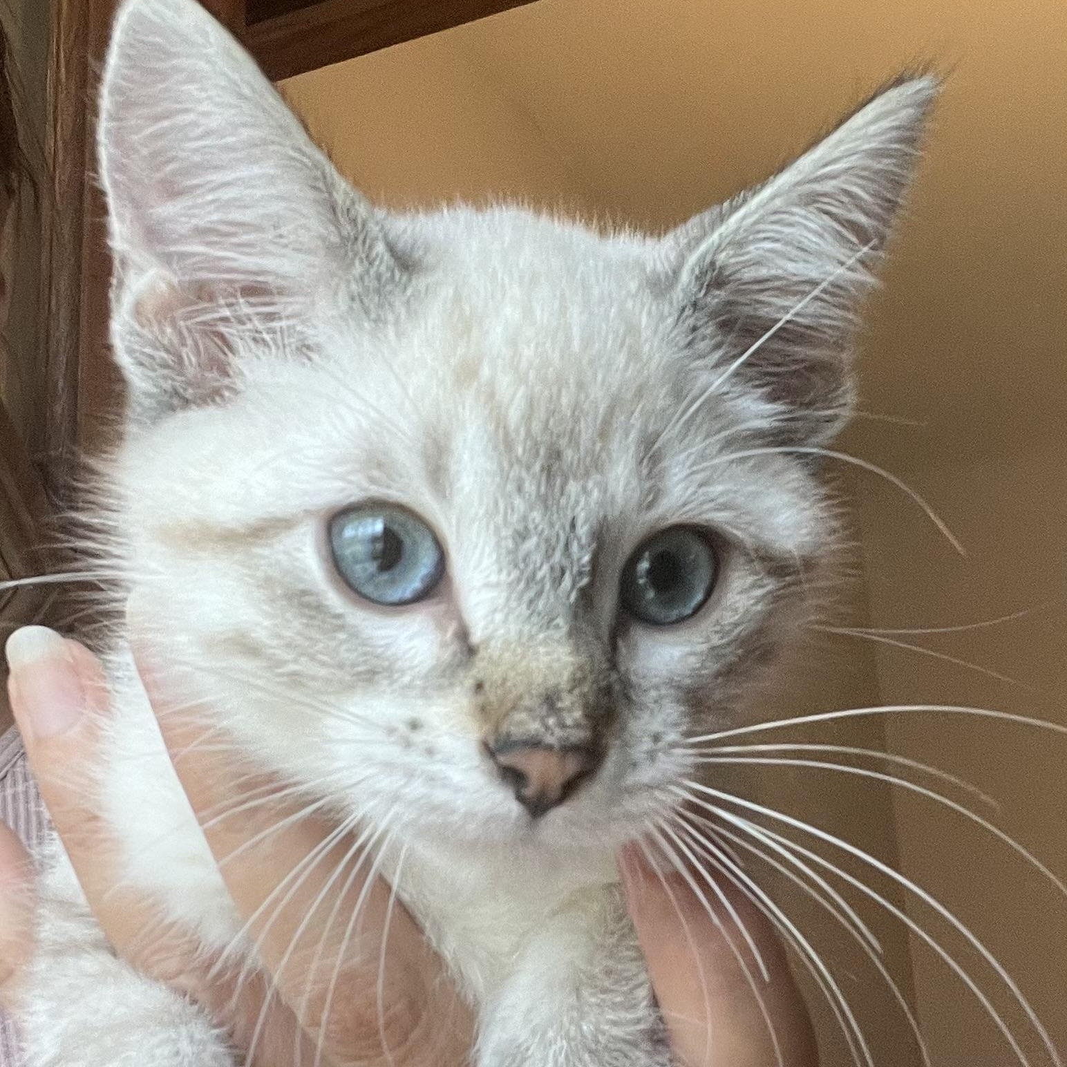 Cillian, Adopted, Kitten Male Domestic Short Hair.