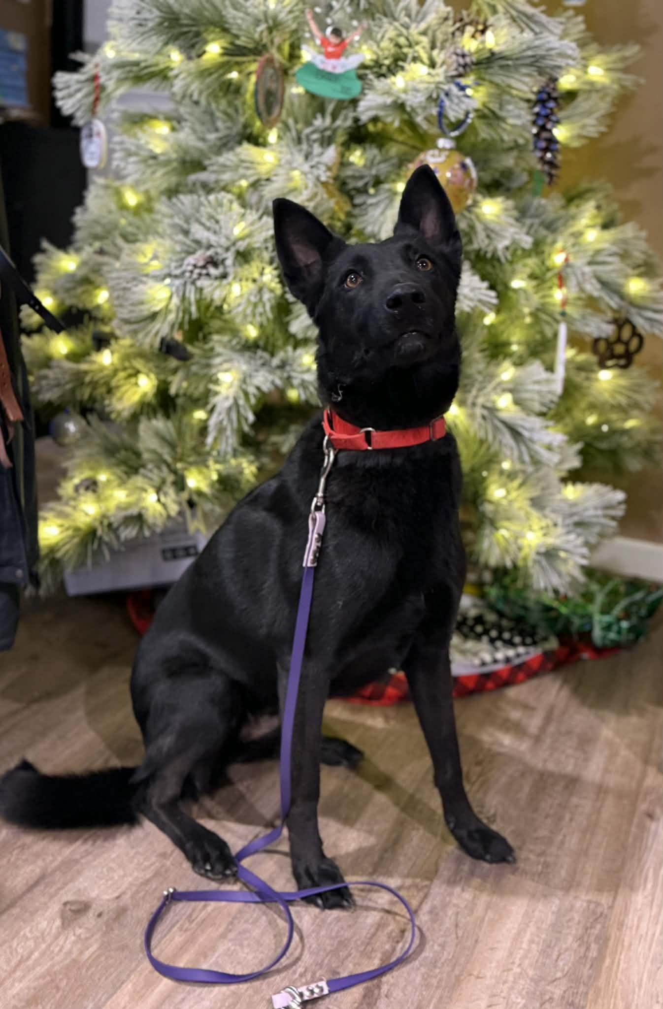 Mali, a Adoptable Belgian Shepherd / Malinois in Cookeville, TN image 1/4
