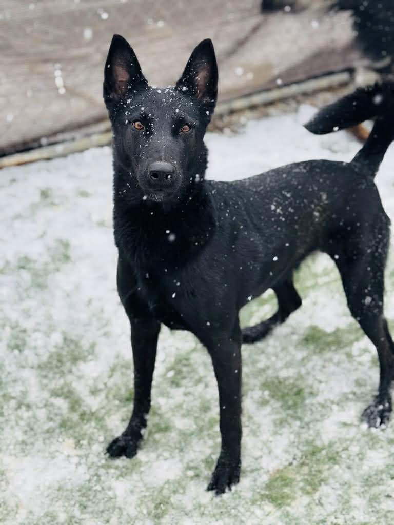 Mali, a Adoptable Belgian Shepherd / Malinois in Cookeville, TN image 2/4