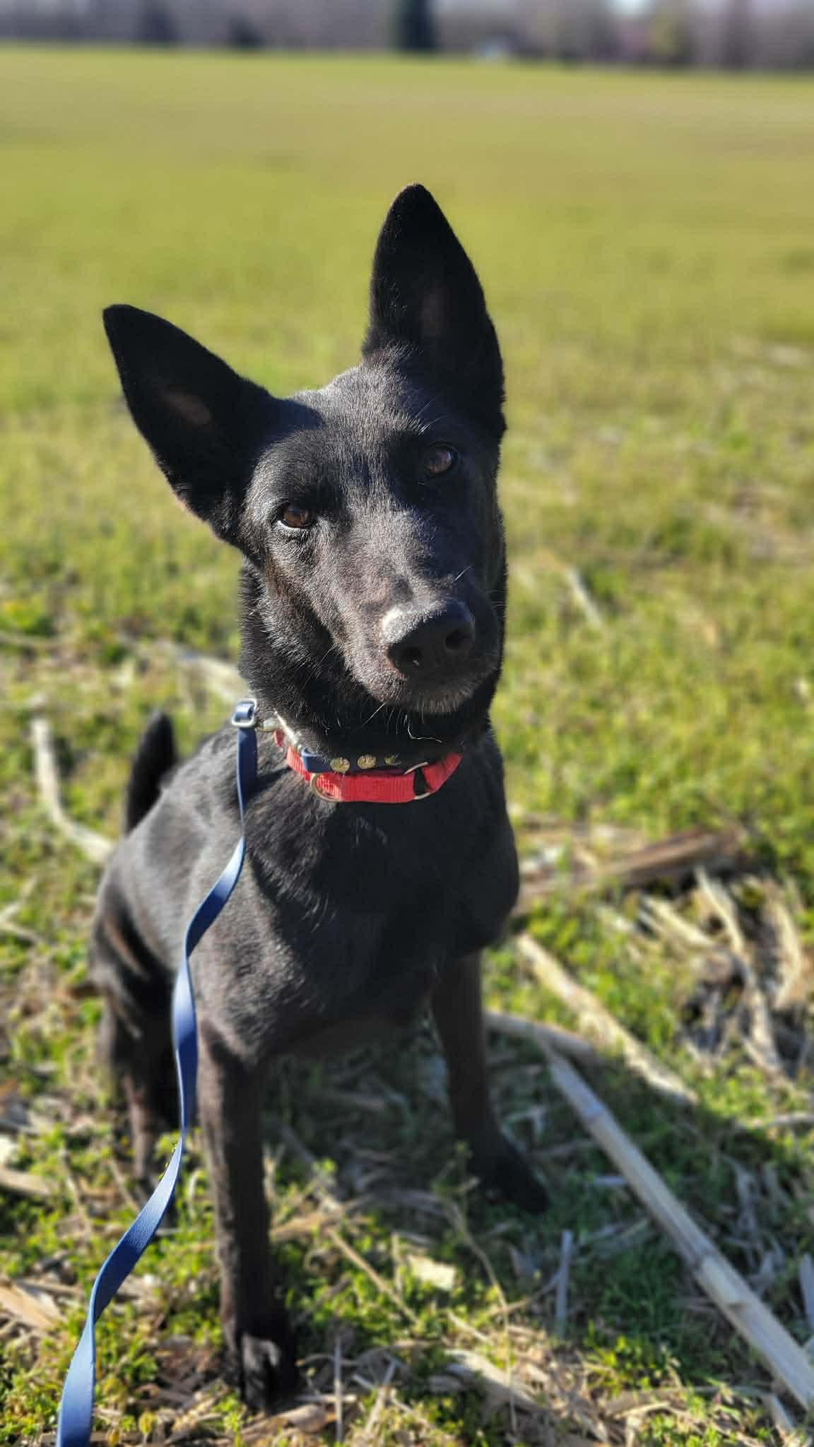 Enlarge Mali, a Adoptable Belgian Shepherd / Malinois in Cookeville, TN image 2/3